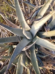 Agave deserti