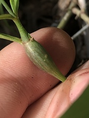 Neolasioptera allioniae