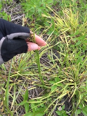 Rhynchospora globularis