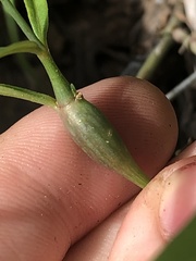 Neolasioptera allioniae