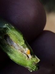 Neolasioptera allioniae