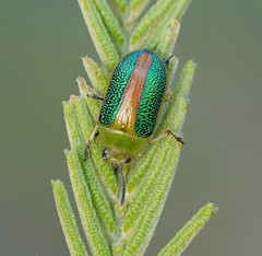 Calomela parilis