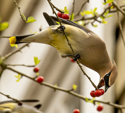 Cedar Waxwing photographed in North Carolina