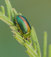 Calomela parilis