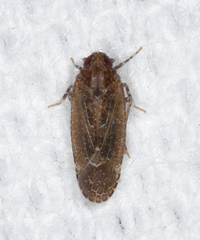 Opsiplanon luella