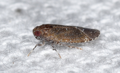 Opsiplanon luella