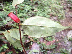 Macleania recumbens