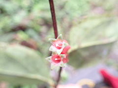Macleania recumbens