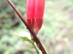 Macleania recumbens