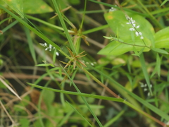 Cyperus flavidus