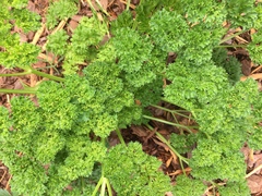 Petroselinum crispum