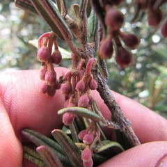 Miconia salicifolia
