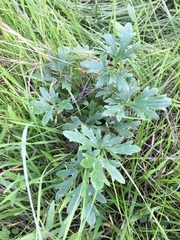 Ranunculus canus canus
