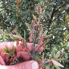 Miconia salicifolia