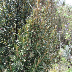 Miconia salicifolia