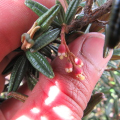 Miconia salicifolia