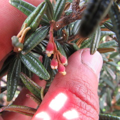 Miconia salicifolia