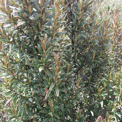 Miconia salicifolia