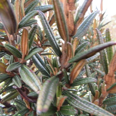 Miconia salicifolia