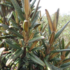 Miconia salicifolia