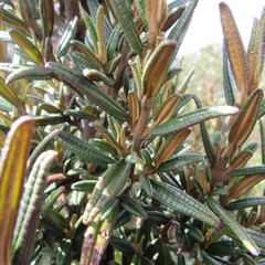 Miconia salicifolia