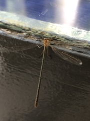 Lestes undulatus