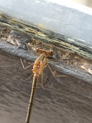 Lestes undulatus