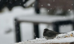 Junco hyemalis