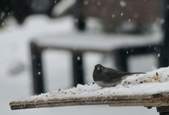 Junco hyemalis