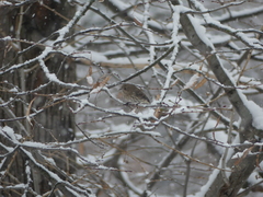 Haemorhous mexicanus