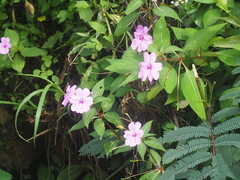 Impatiens platypetala