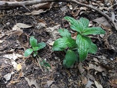 Lithospermum helleri