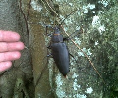 Ctenoscelis acanthopus