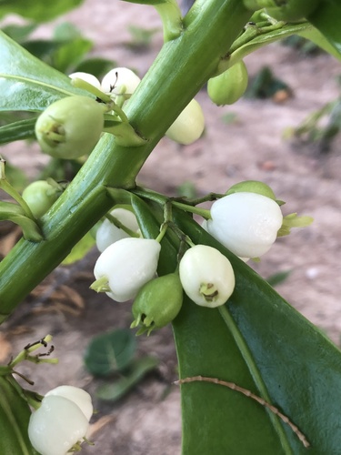 Scaevola taccada