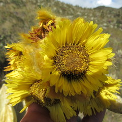 Espeletia barclayana