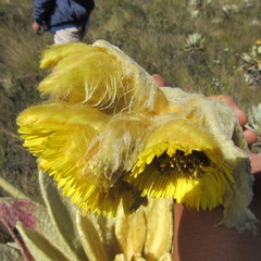 Espeletia barclayana