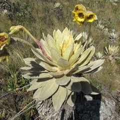 Espeletia barclayana