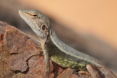 Diporiphora magna