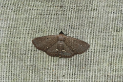 Nechesia albotentata