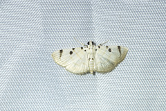 Pycnarmon marginalis