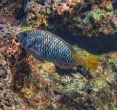 Redfin Parrotfish photo 5