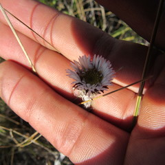 Oritrophium peruvianum
