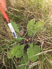 Cymbonotus lawsonianus