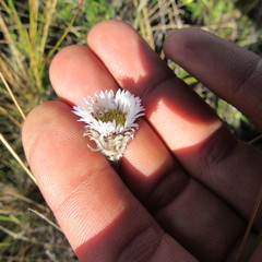 Oritrophium peruvianum