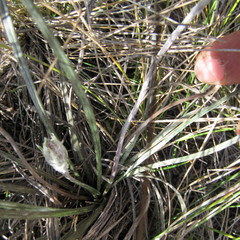 Oritrophium peruvianum