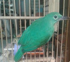 Chloropsis sonnerati