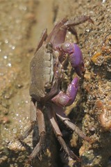 Metopograpsus latifrons