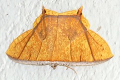 Thinopteryx crocoptera