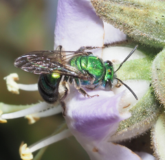 Pseudaugochlora graminea