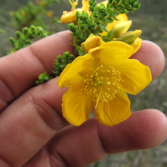 Hypericum goyanesii